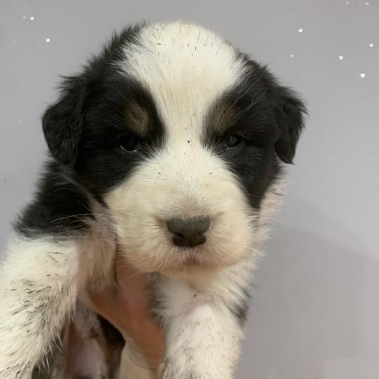 MNT In memory of nanou Mâle Berger australien