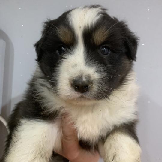 MNT In memory of nanou Mâle Berger australien