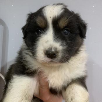 chiot Berger australien Noir tricolore Elevage in memory of nanou