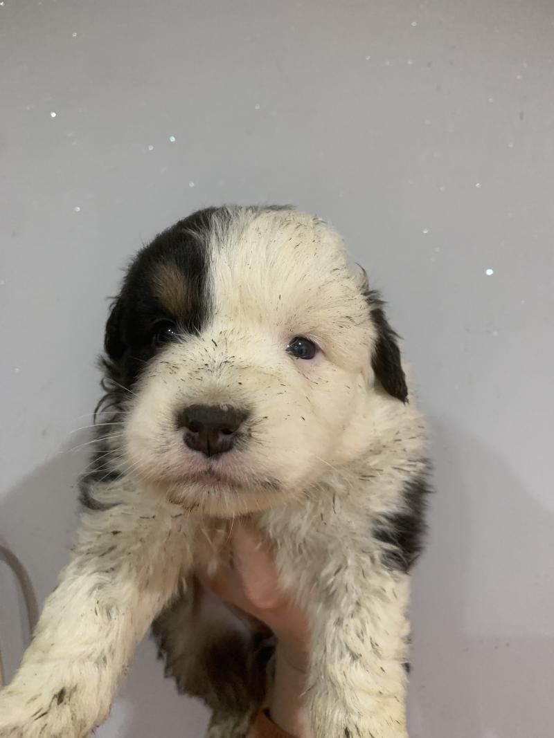 MNT TTB In memory of nanou Mâle Berger australien