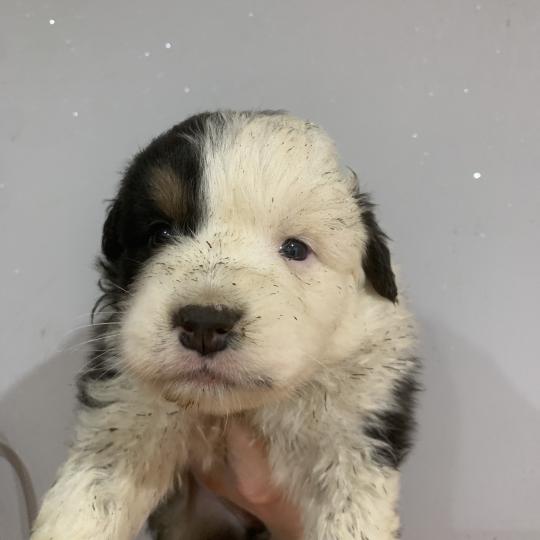 MNT TTB In memory of nanou Mâle Berger australien