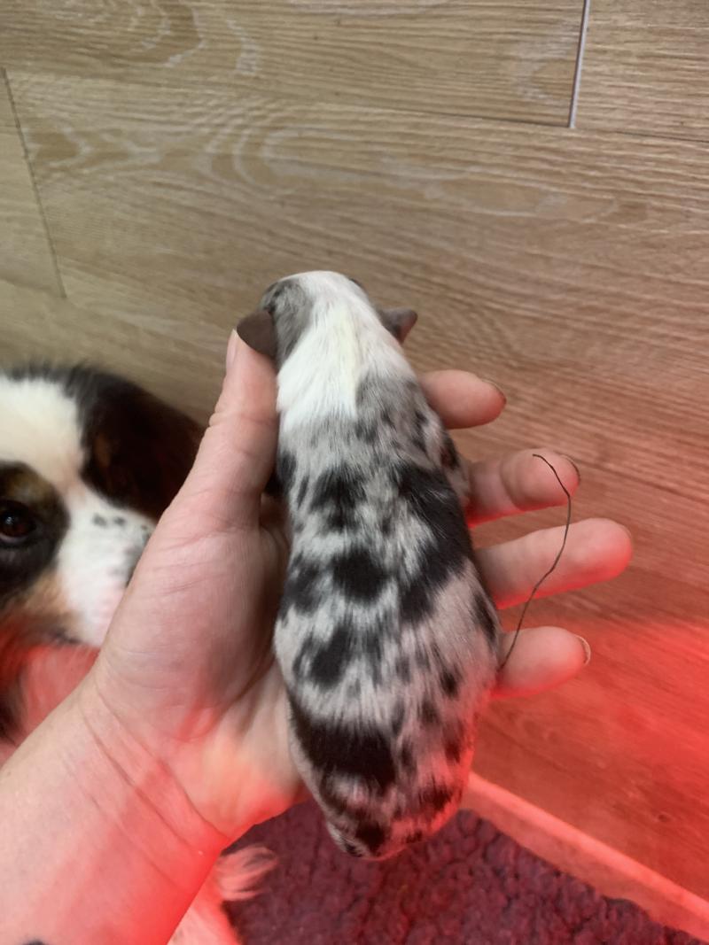 1er chiot (Portée Upsy ❤ OREL) - Mâle Bleu merle queue 1/3 Mâle Berger australien