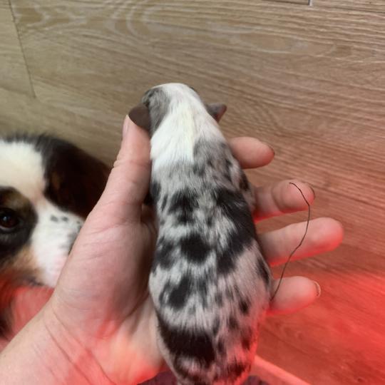 1er chiot (Portée Upsy ❤ OREL) - Mâle Bleu merle queue 1/3 Mâle Berger australien
