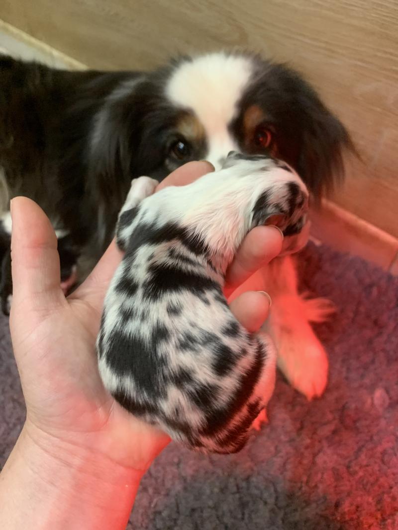 3e chiot (Portée Upsy ❤ OREL) - Mâle Bleu merle queue 2/3 Mâle Berger australien