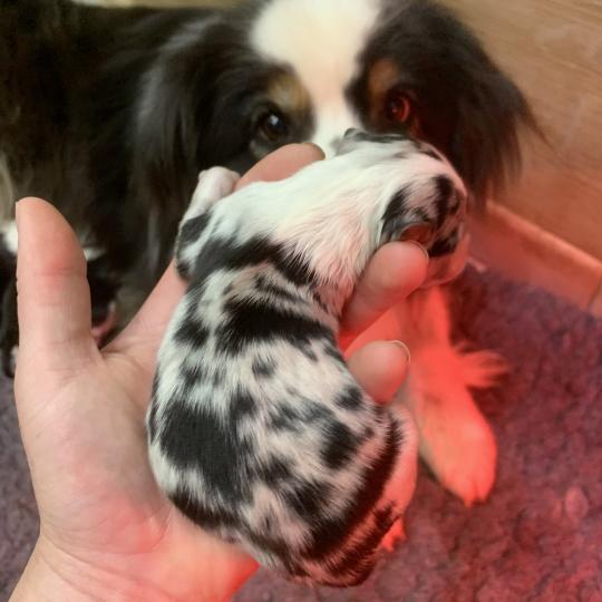 3e chiot (Portée Upsy ❤ OREL) - Mâle Bleu merle queue 2/3 Mâle Berger australien