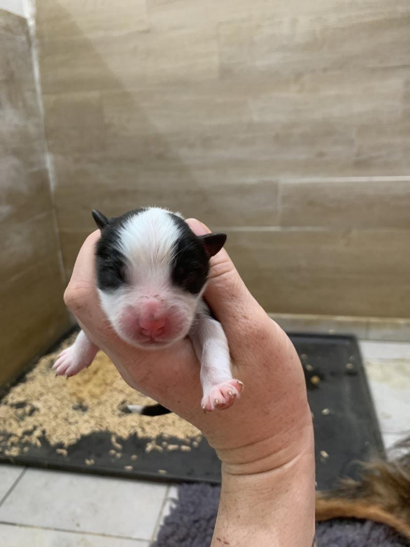 4e chiot (Portée Upsy ❤ OREL) - Mâle Noir tricolore queue longue Mâle Berger australien