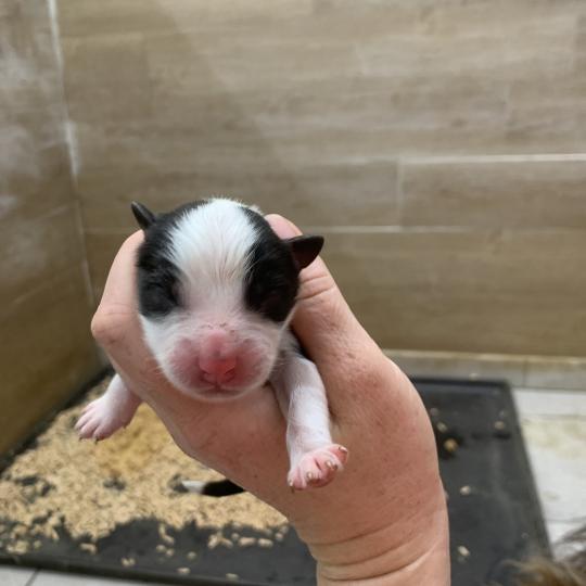 4e chiot (Portée Upsy ❤ OREL) - Mâle Noir tricolore queue longue Mâle Berger australien