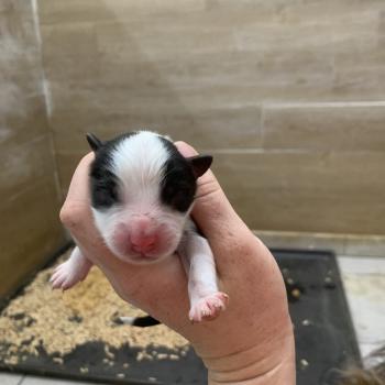 chiot Berger australien Elevage in memory of nanou