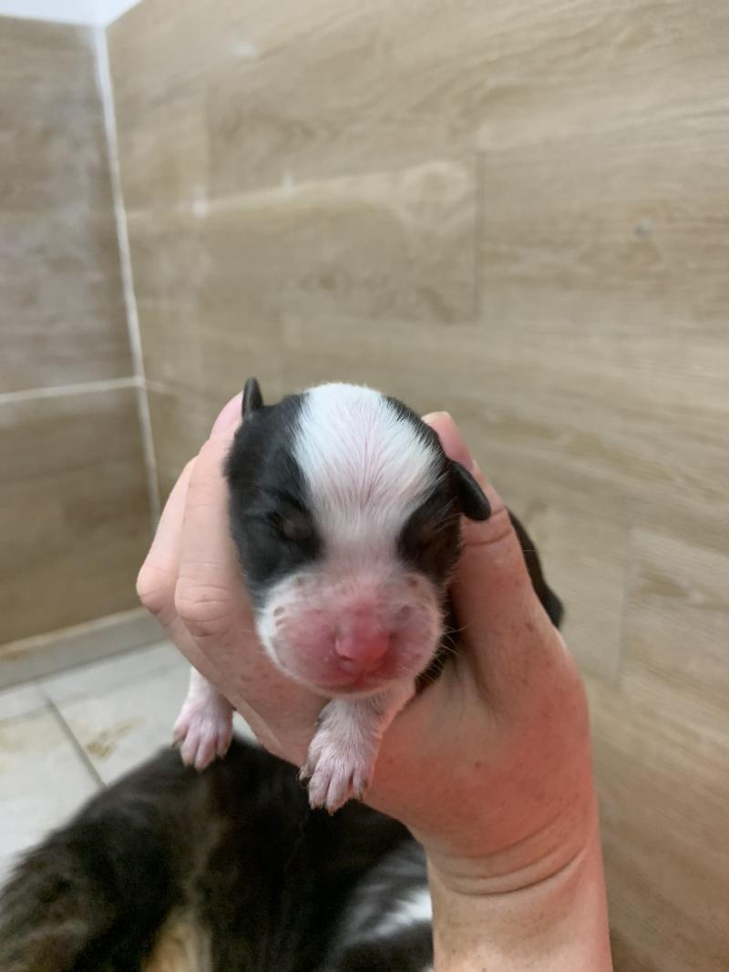 5e chiot (Portée Upsy ❤ OREL) - Mâle Noir tricolore queue courte Mâle Berger australien