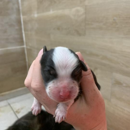 5e chiot (Portée Upsy ❤ OREL) - Mâle Noir tricolore queue courte Mâle Berger australien