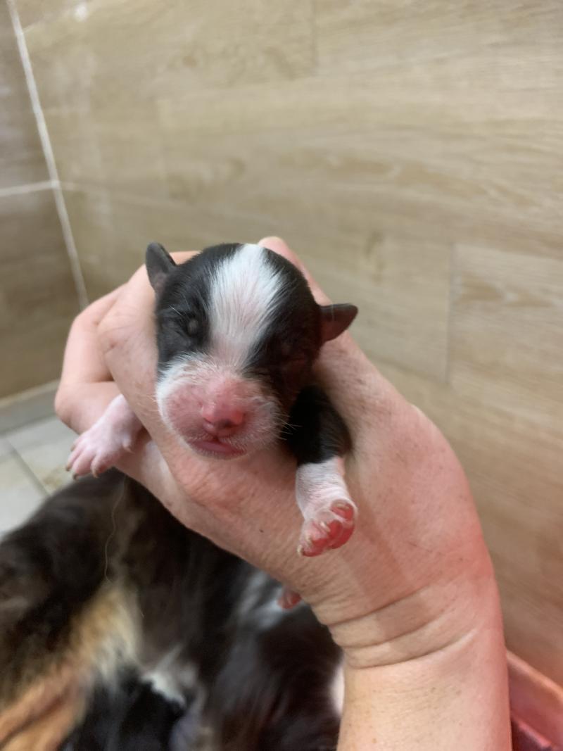 6e chiot (Portée Upsy ❤ OREL) - Mâle Noir tricolore queue 1/3 Mâle Berger australien