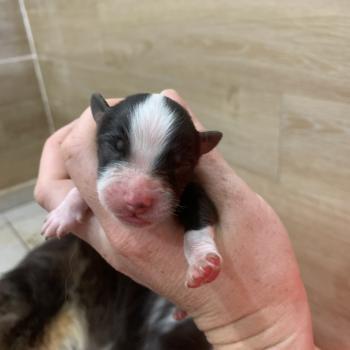 chiot Berger australien Elevage in memory of nanou