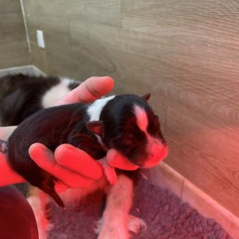 chiot Berger australien Elevage in memory of nanou