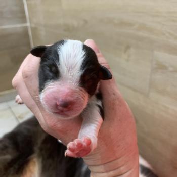 chiot Berger australien Elevage in memory of nanou