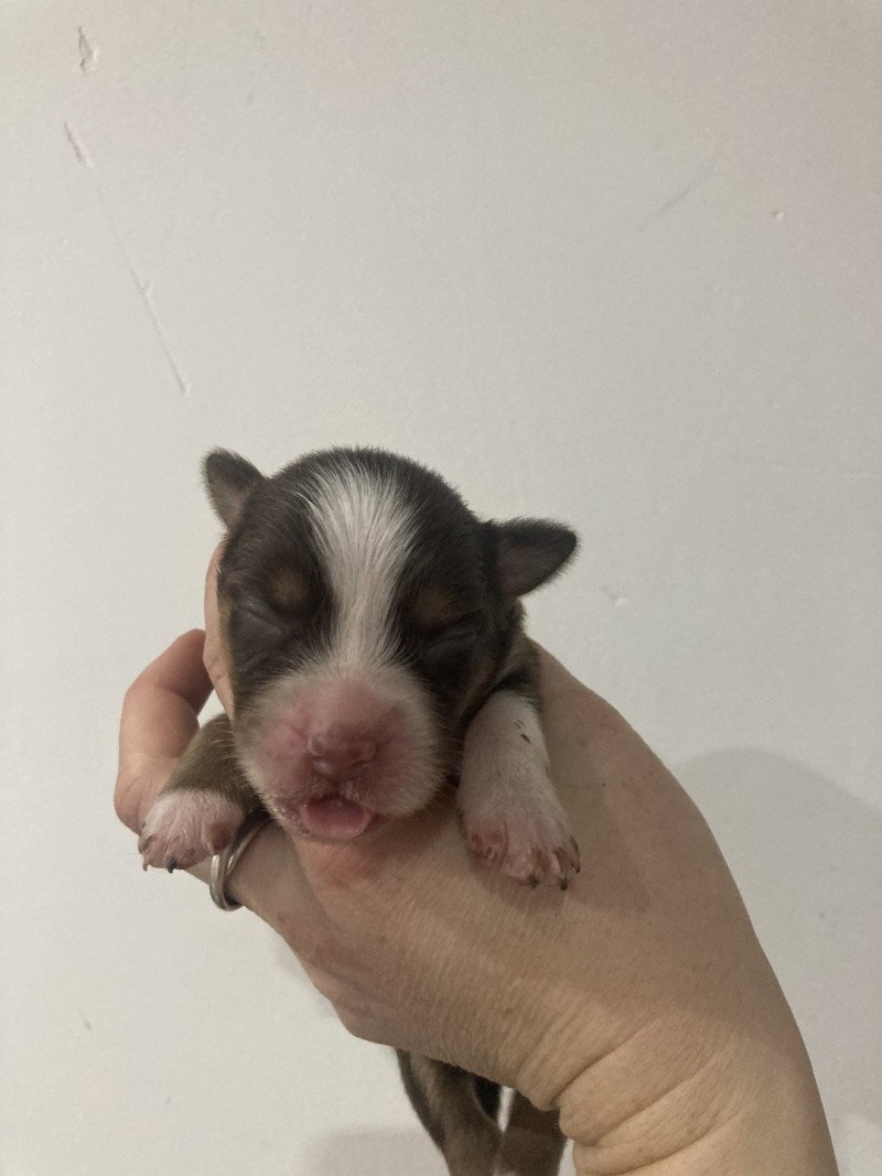 Femelle rouge liste large et courte In memory of nanou Femelle Berger americain miniature Femelle rouge liste large et courte In memory of nanou Femelle Berger americain miniature