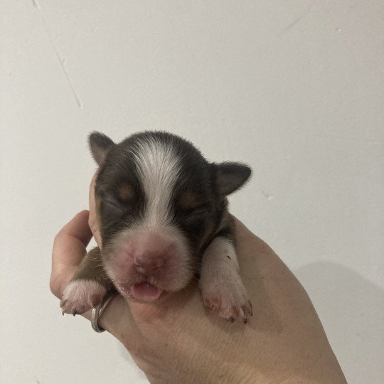 Femelle rouge liste large et courte In memory of nanou Femelle Berger americain miniature