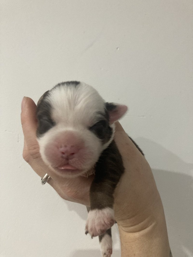 Femelle rouge tri In memory of nanou Femelle Berger americain miniature Femelle rouge tri In memory of nanou Femelle Berger americain miniature