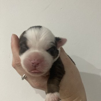 chiot Berger americain miniature Femelle rouge tri Elevage in memory of nanou chiot Berger americain miniature Femelle rouge tri Elevage in memory of nanou