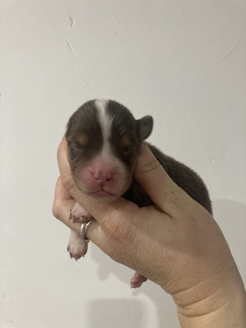 Femelle rouge tri liste fine In memory of nanou Femelle Berger americain miniature Femelle rouge tri liste fine In memory of nanou Femelle Berger americain miniature