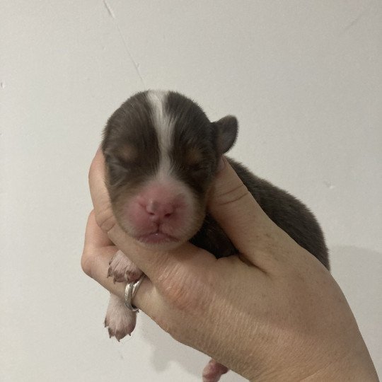 Femelle rouge tri liste fine In memory of nanou Femelle Berger americain miniature