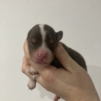 chiot Berger americain miniature Femelle rouge tri liste fine Elevage in memory of nanou chiot Berger americain miniature Femelle rouge tri liste fine Elevage in memory of nanou