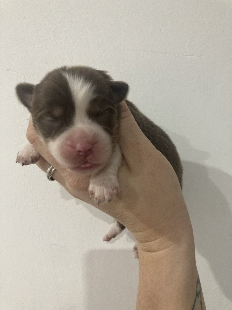 Femelle rouge tri In memory of nanou Femelle Berger americain miniature Femelle rouge tri In memory of nanou Femelle Berger americain miniature