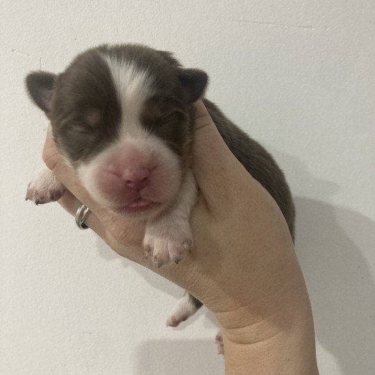 Femelle rouge tri In memory of nanou Femelle Berger americain miniature