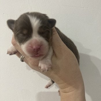 chiot Berger americain miniature Femelle rouge tri Elevage in memory of nanou chiot Berger americain miniature Femelle rouge tri Elevage in memory of nanou