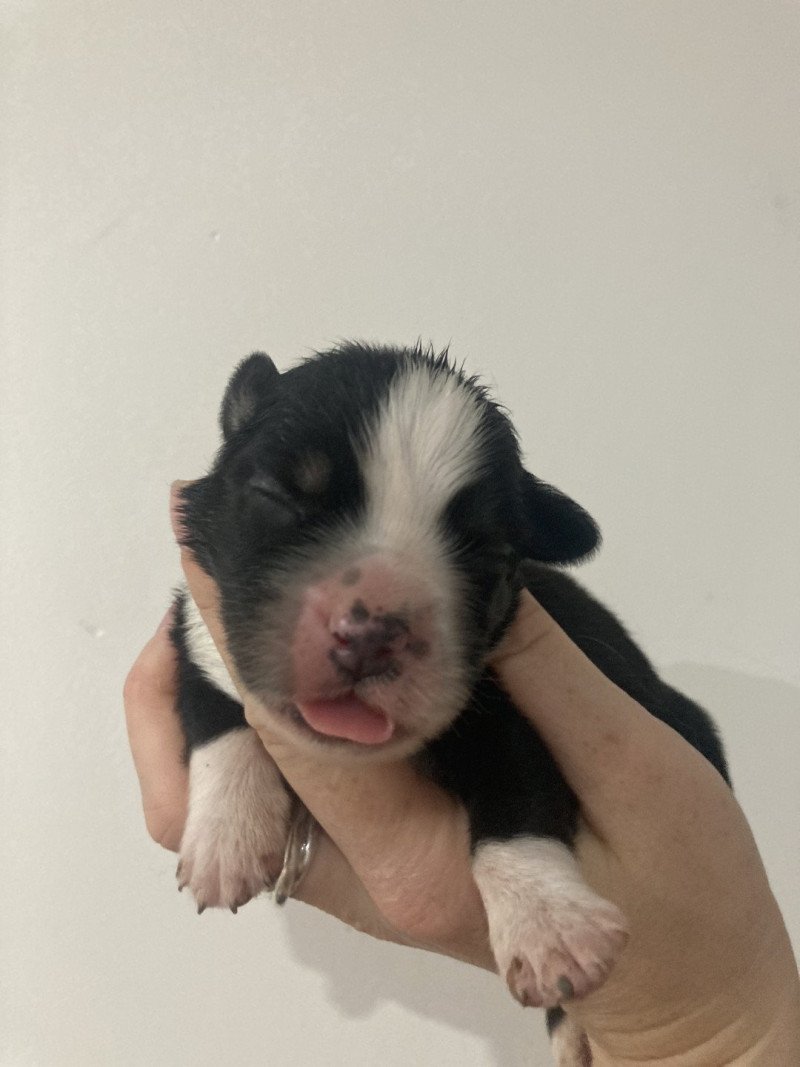 Mâle noir tri In memory of nanou Mâle Berger americain miniature Mâle noir tri In memory of nanou Mâle Berger americain miniature