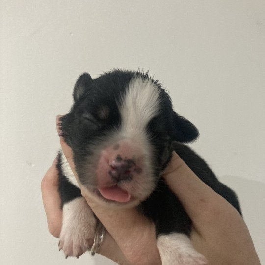 Mâle noir tri In memory of nanou Mâle Berger americain miniature