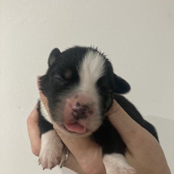 chiot Berger americain miniature Mâle noir tri Elevage in memory of nanou chiot Berger americain miniature Mâle noir tri Elevage in memory of nanou