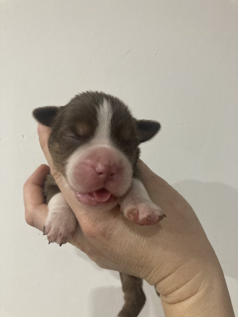 Mâle rouge tri In memory of nanou Mâle Berger americain miniature Mâle rouge tri In memory of nanou Mâle Berger americain miniature