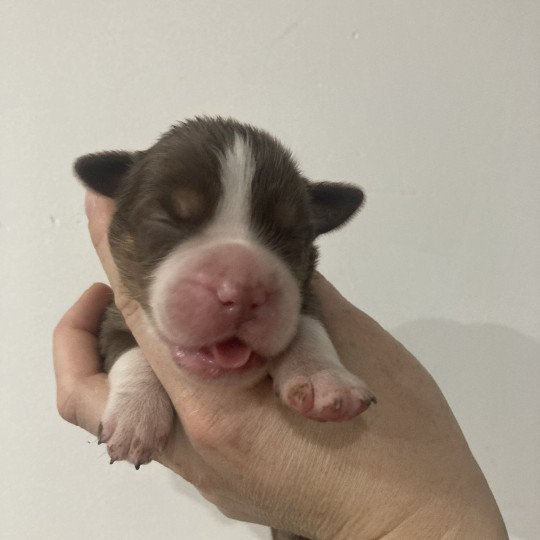 Mâle rouge tri In memory of nanou Mâle Berger americain miniature