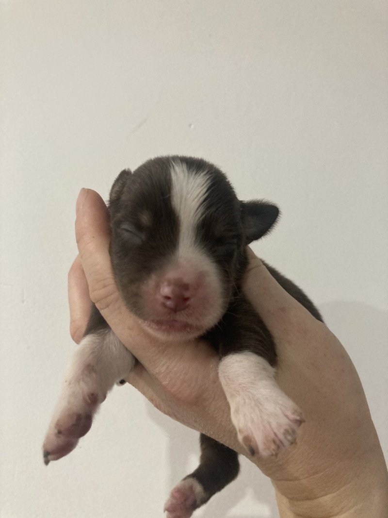 Mâle rouge tri In memory of nanou Mâle Berger americain miniature Mâle rouge tri In memory of nanou Mâle Berger americain miniature