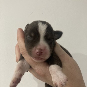 chiot Berger americain miniature Mâle rouge tri Elevage in memory of nanou chiot Berger americain miniature Mâle rouge tri Elevage in memory of nanou