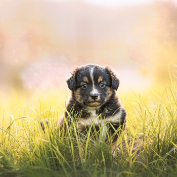 chiot Berger americain miniature Noir tricolore Vectra Elevage in memory of nanou chiot Berger americain miniature Noir tricolore Vectra Elevage in memory of nanou
