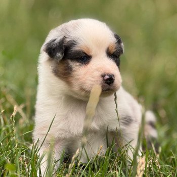 chiot Berger australien BLEU MERLE A'LARS Elevage in memory of nanou chiot Berger australien BLEU MERLE A'LARS Elevage in memory of nanou