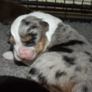 chiot Berger australien Bleu merle B’ Asa Elevage in memory of nanou
