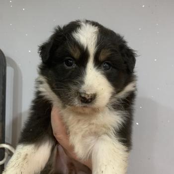 chiot Berger australien Noir tricolore FBT Elevage in memory of nanou