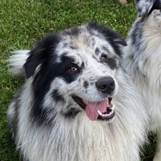 chien Berger australien BLEU MERLE BICOLORE Petit loup bleu Elevage in memory of nanou