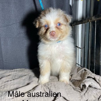 chiot Berger australien Rouge merle Roi boo Elevage in memory of nanou