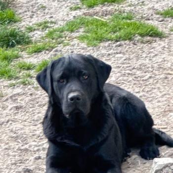 Aston Memory nanou Mâle Retriever du Labrador