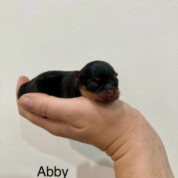chiot Spitz allemand Black and tan Abby Elevage in memory of nanou