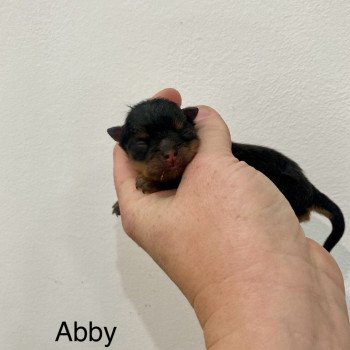 chiot Spitz allemand Black and tan Abby Elevage in memory of nanou