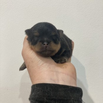 chiot Spitz allemand Black and tan Abby Elevage in memory of nanou