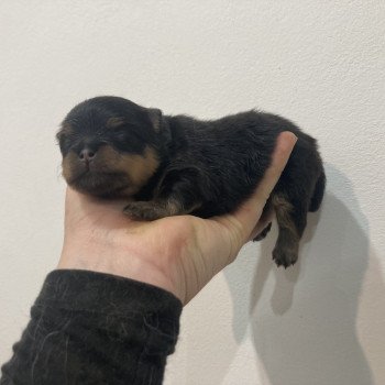 chiot Spitz allemand Black and tan Abby Elevage in memory of nanou