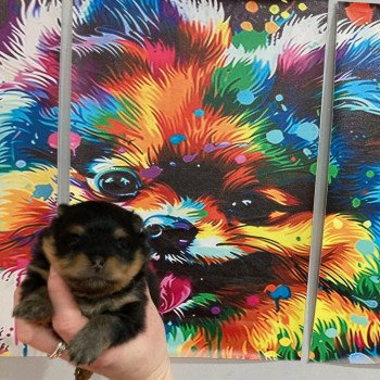 chiot Spitz allemand Black and tan Abby Elevage in memory of nanou