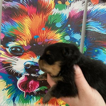 chiot Spitz allemand Black and tan Abby Elevage in memory of nanou