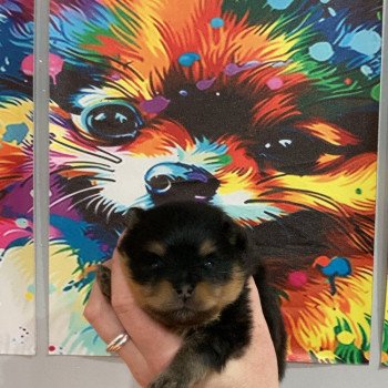 chiot Spitz allemand Black and tan Abby Elevage in memory of nanou