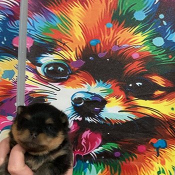 chiot Spitz allemand Black and tan Abby Elevage in memory of nanou